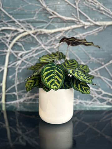 Calathea Makoyana-Local NZ Florist -The Wild Rose | Nationwide delivery, Free for orders over $100 | Flower Delivery Auckland