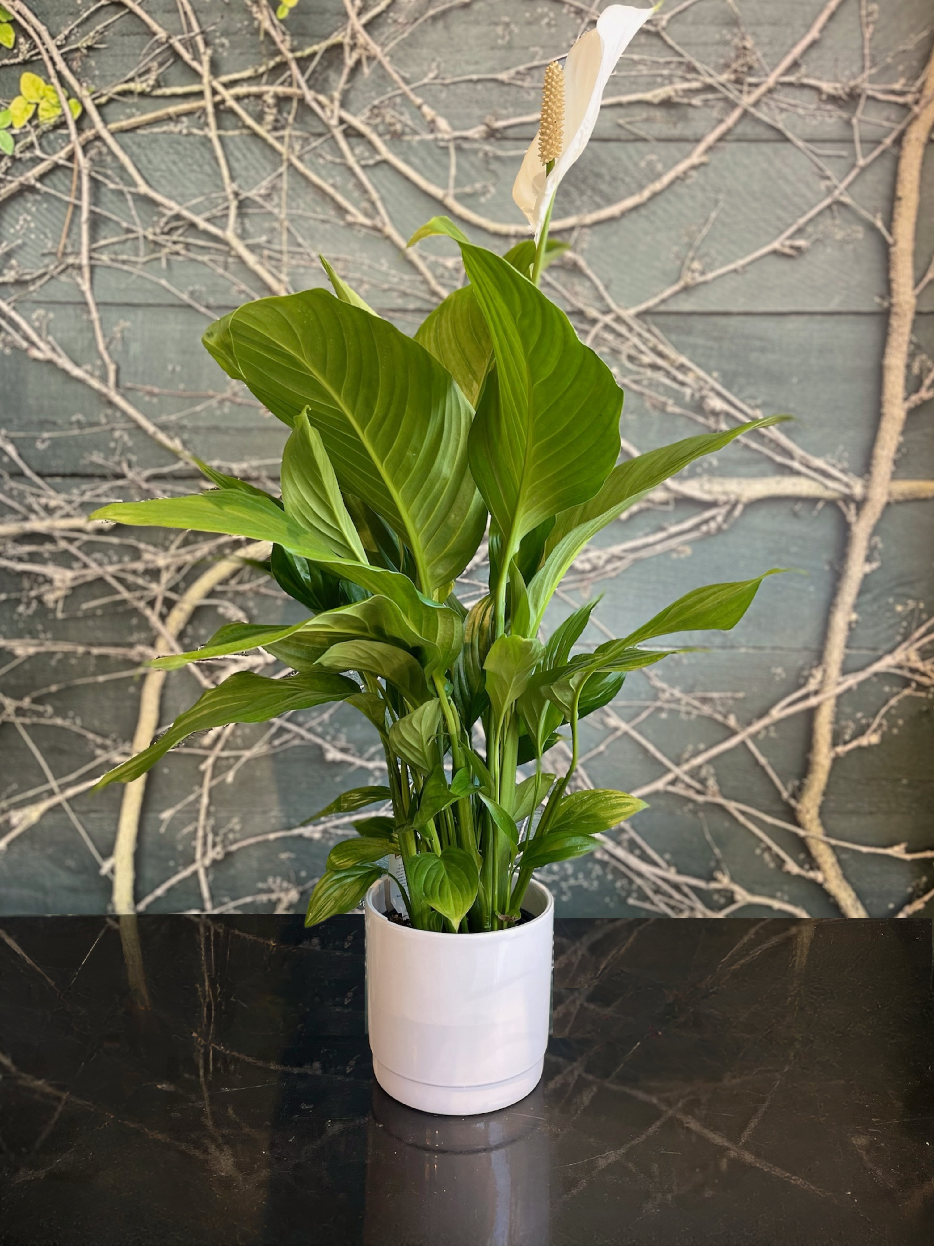 peace lily nz Peace Lily Silvana