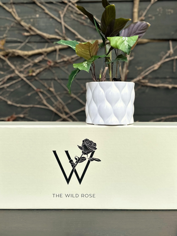 Plant Gift Box-Local NZ Florist -The Wild Rose | Nationwide delivery, Free for orders over $100 | Flower Delivery Auckland