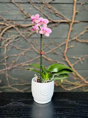 Mini Orchid-Local NZ Florist -The Wild Rose | Nationwide delivery, Free for orders over $100 | Flower Delivery Auckland