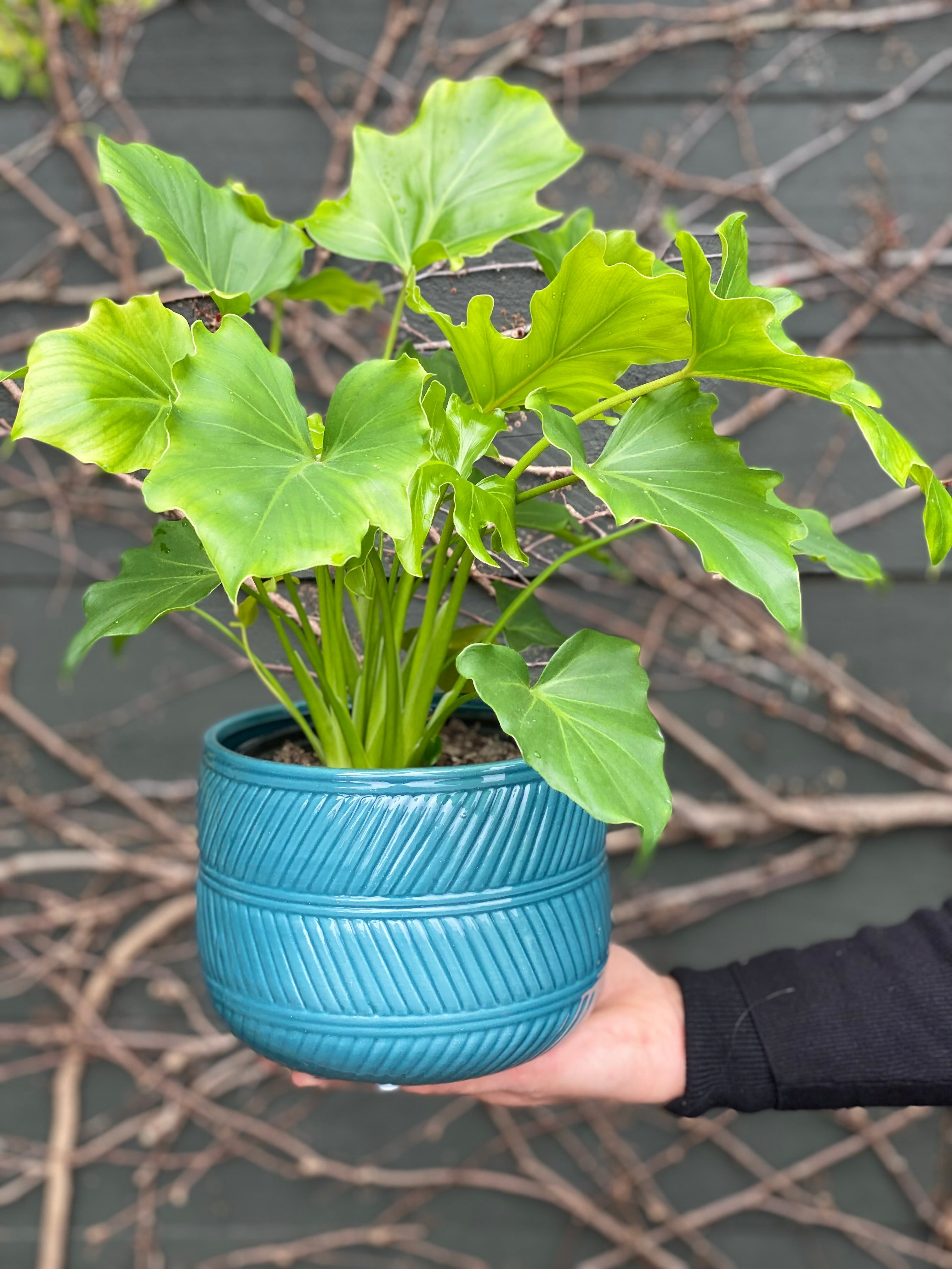 House Plants NZ I Philodendron Plant