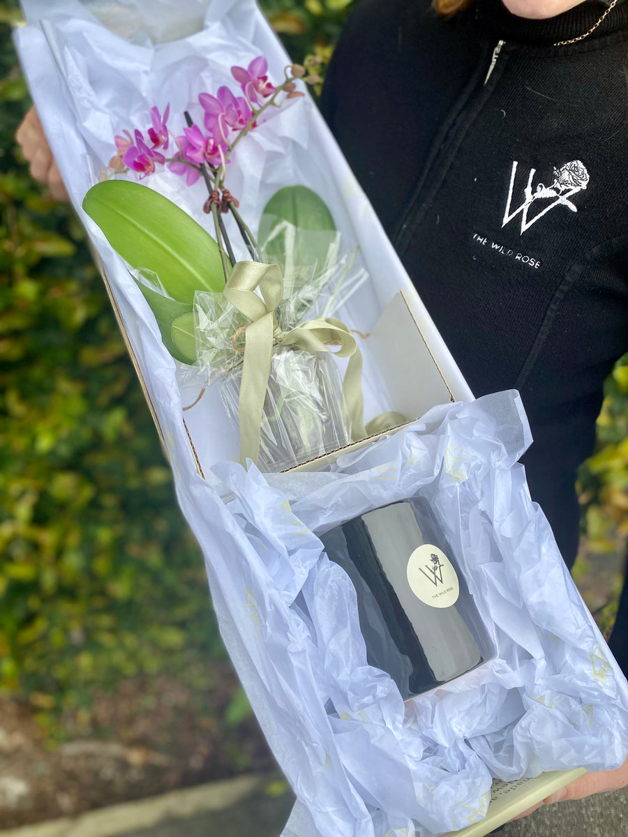 Orchid Plant Giftbox-Local NZ Florist -The Wild Rose | Nationwide delivery, Free for orders over $100 | Flower Delivery Auckland