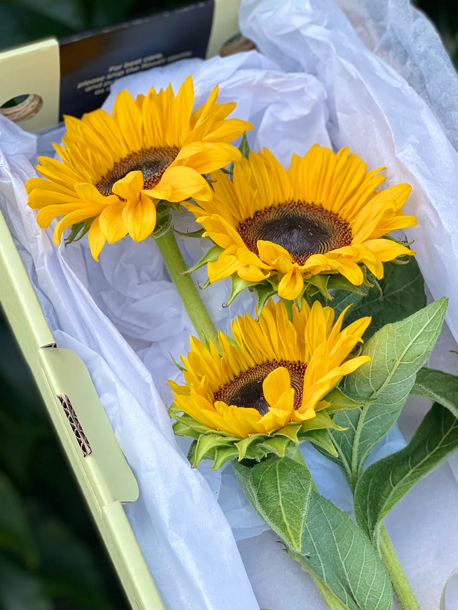 You Are My Sunshine-Local NZ Florist -The Wild Rose | Nationwide delivery, Free for orders over $100 | Flower Delivery Auckland
