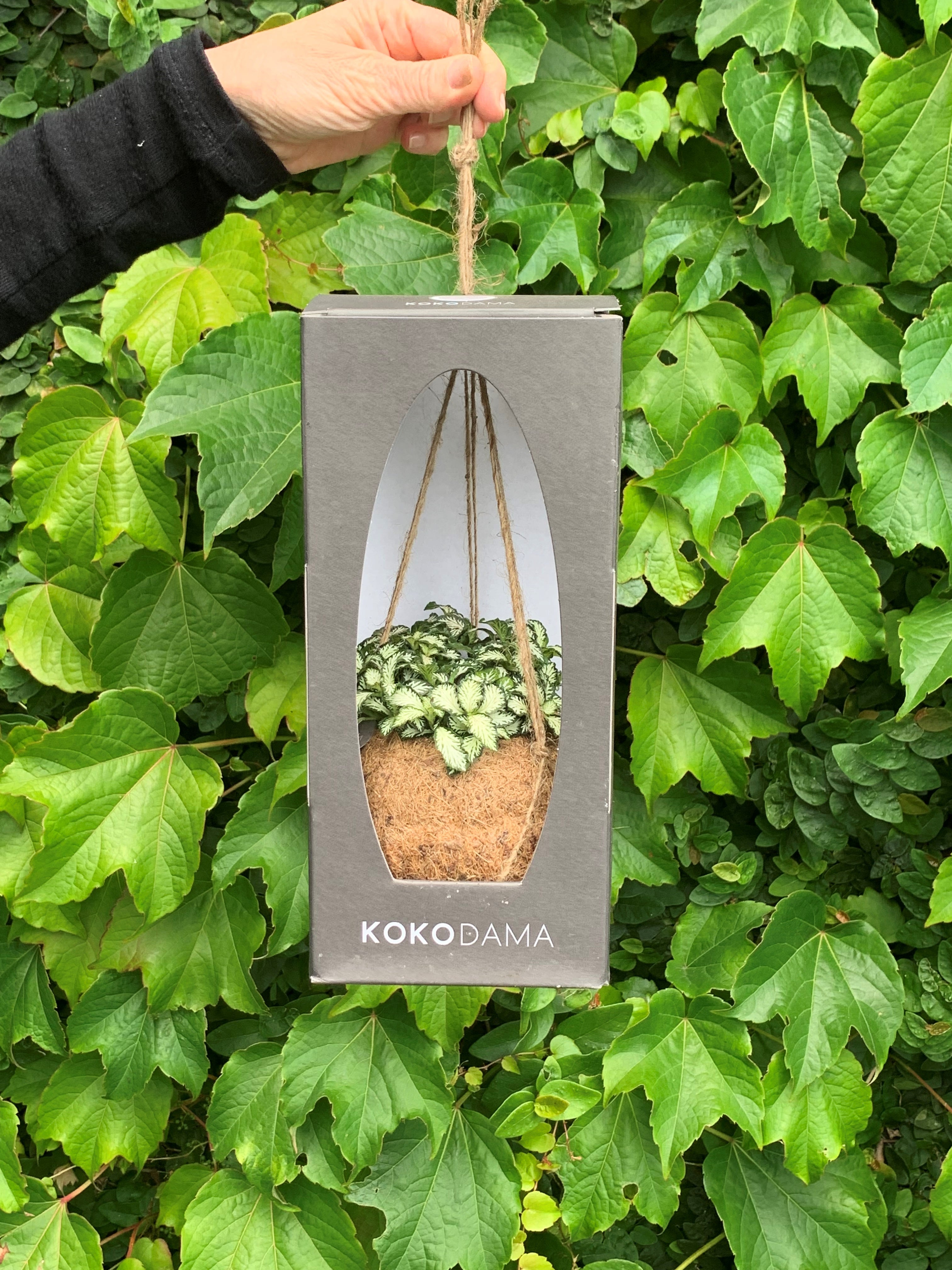 House Plants NZ I Auckland Delivery