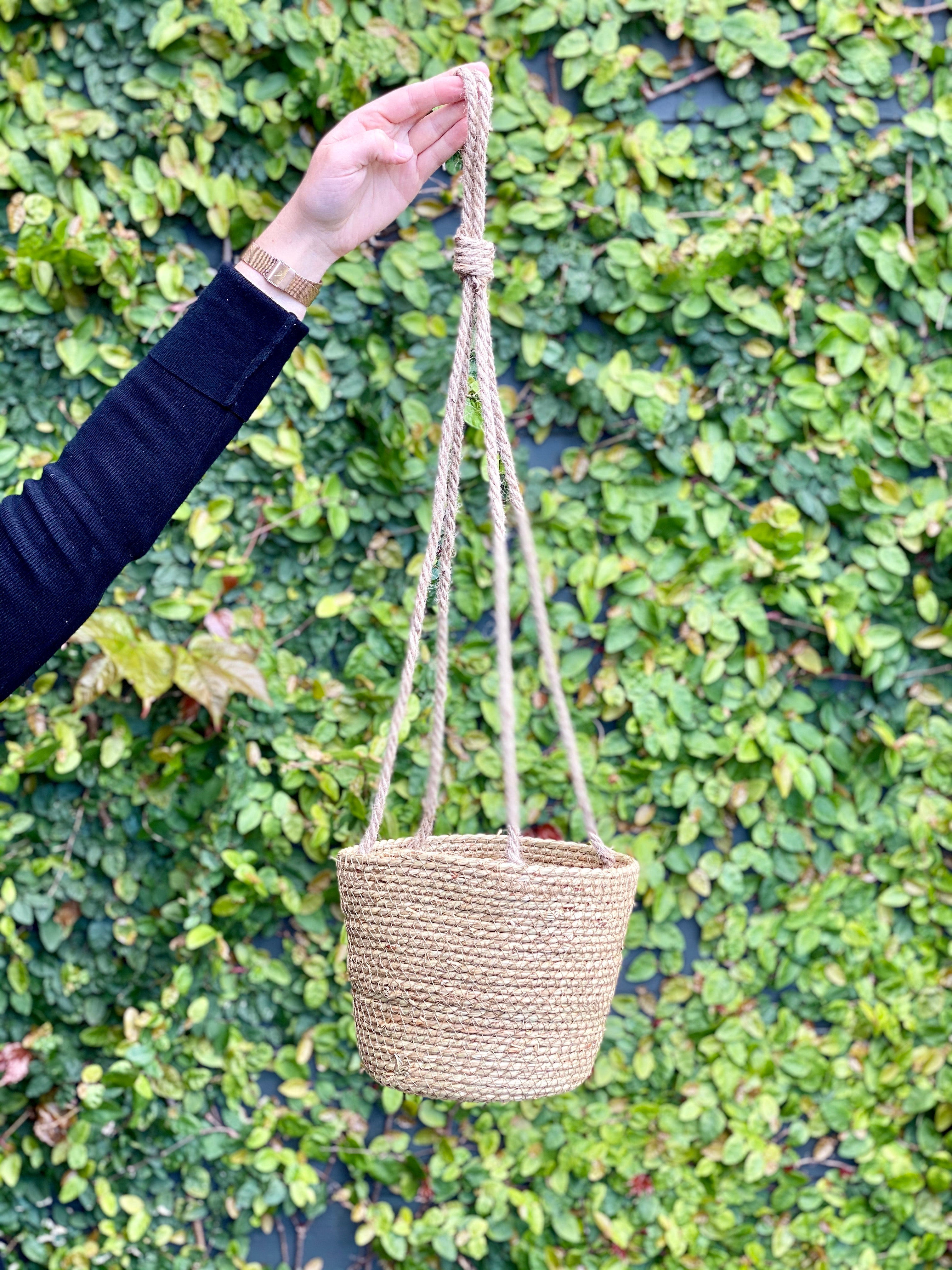 hanging house plants nz Hanging Plant Basket I House Plants I Auckland Delivery