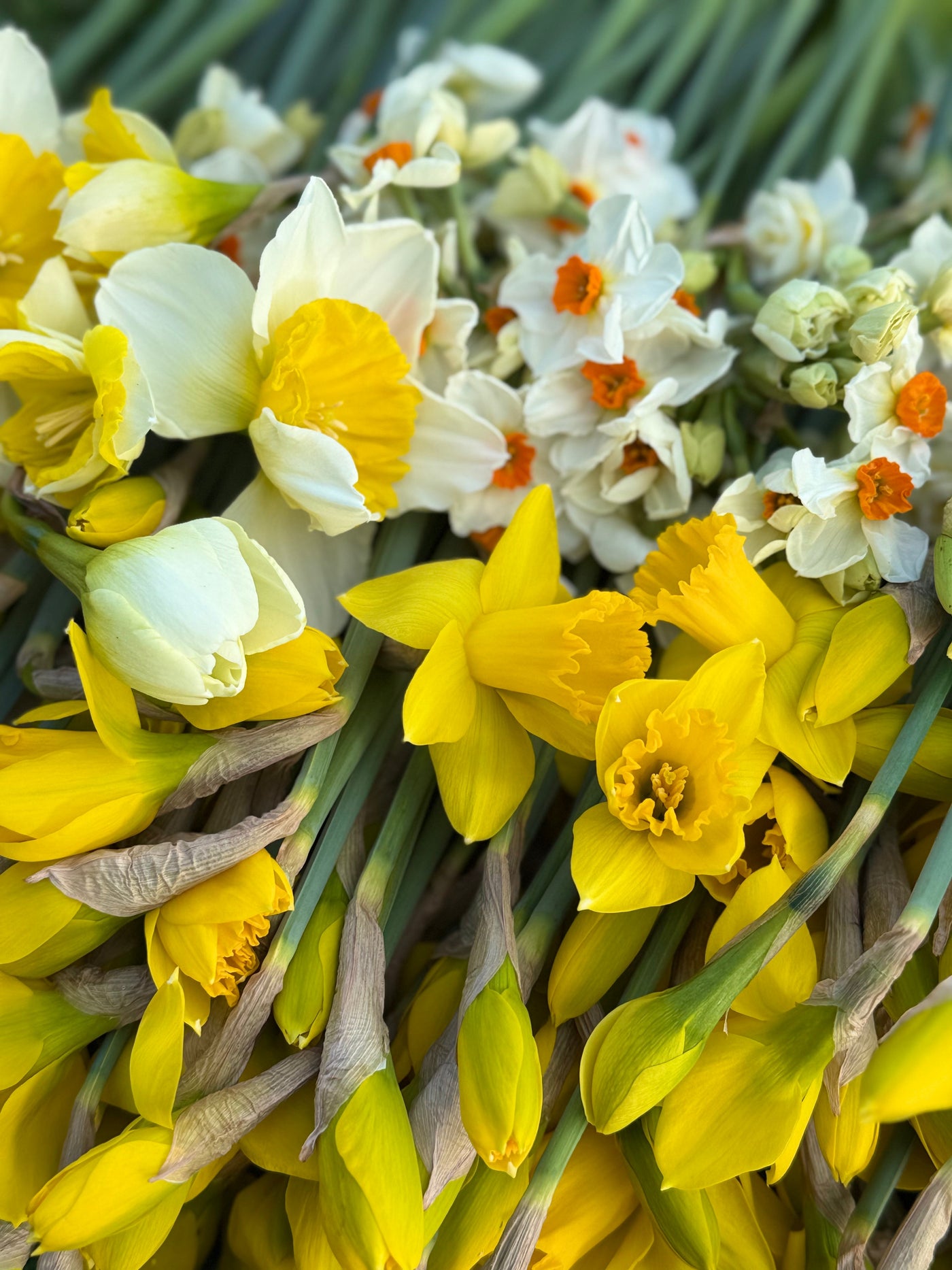 Winter Fragrance: What’s Blooming on the Flower Farm