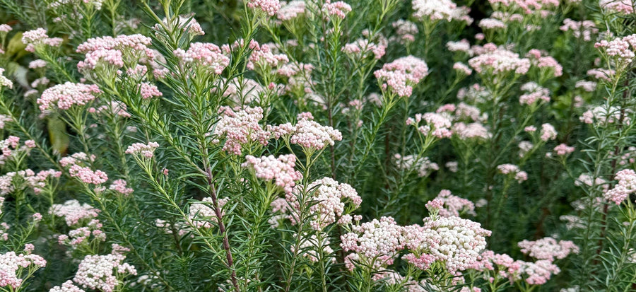 A Flower Farm Update Blooming Into Spring