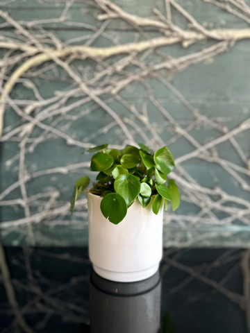 Peperomia Polybotrya I Raindrop-Local NZ Florist -The Wild Rose | Nationwide delivery, Free for orders over $100 | Flower Delivery Auckland