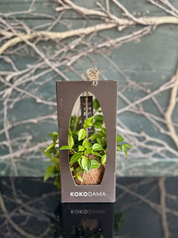 Kokodama-Local NZ Florist -The Wild Rose | Nationwide delivery, Free for orders over $100 | Flower Delivery Auckland