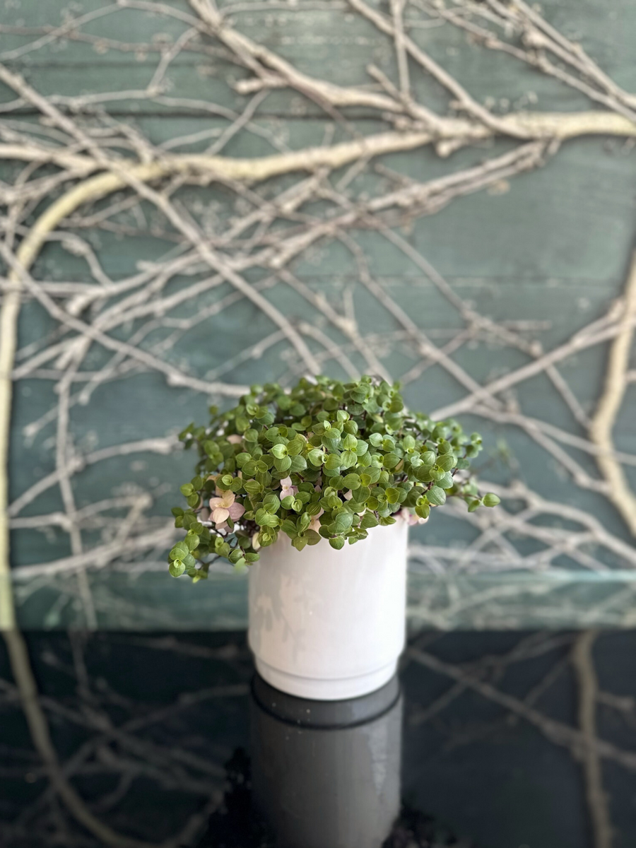 Callisia Sweet Bubble Plant-Local NZ Florist -The Wild Rose | Nationwide delivery, Free for orders over $100 | Flower Delivery Auckland
