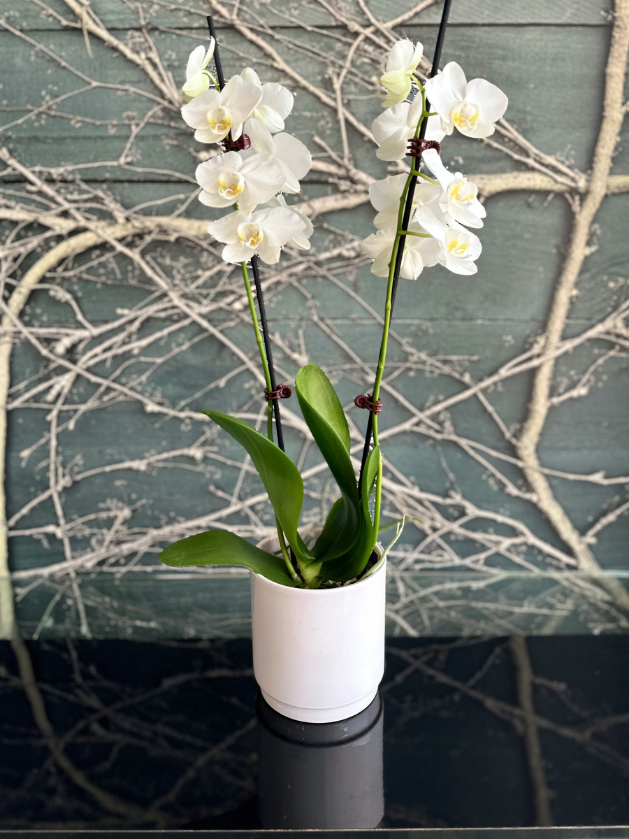 Orchid White Double Stem-Local NZ Florist -The Wild Rose | Nationwide delivery, Free for orders over $100 | Flower Delivery Auckland