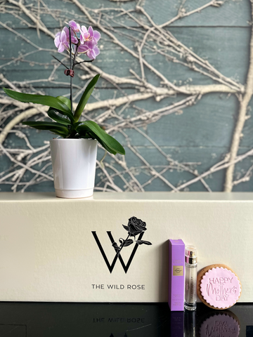 Orchid Blooms Mother's Day Gift Bundle-Local NZ Florist -The Wild Rose | Nationwide delivery, Free for orders over $100 | Flower Delivery Auckland