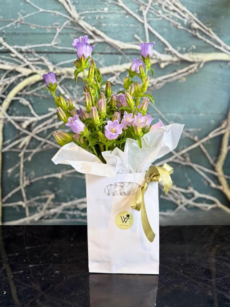 Seasonal Bloom Bag-Local NZ Florist -The Wild Rose | Nationwide delivery, Free for orders over $100 | Flower Delivery Auckland