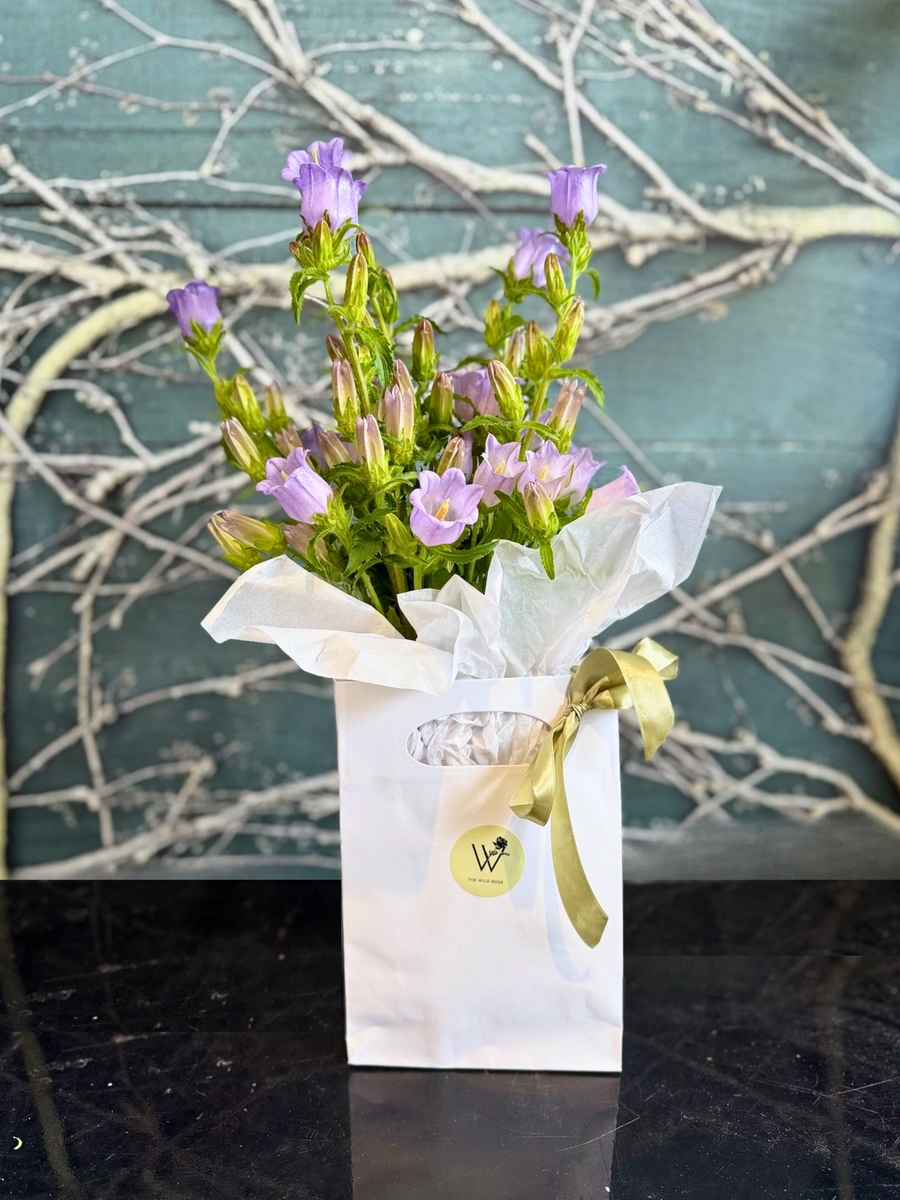 Seasonal Bloom Bag-Local NZ Florist -The Wild Rose | Nationwide delivery, Free for orders over $100 | Flower Delivery Auckland
