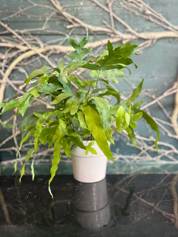 Blue Star Fern-Local NZ Florist -The Wild Rose | Nationwide delivery, Free for orders over $100 | Flower Delivery Auckland