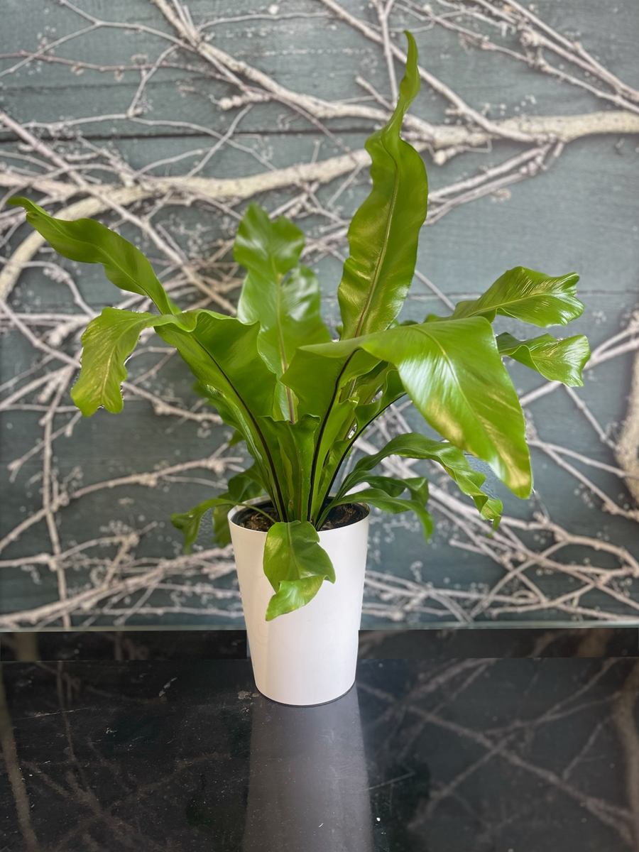 Birdsnest Fern-Local NZ Florist -The Wild Rose | Nationwide delivery, Free for orders over $100 | Flower Delivery Auckland