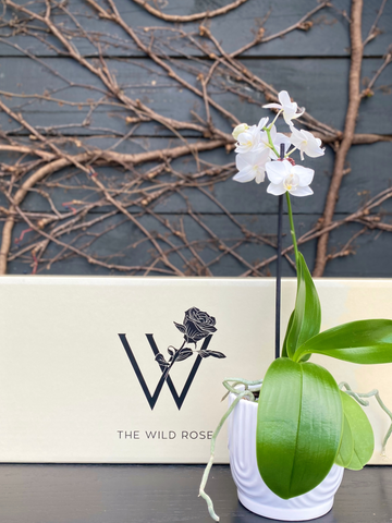 Orchid Plant Giftbox-Local NZ Florist -The Wild Rose | Nationwide delivery, Free for orders over $100 | Flower Delivery Auckland