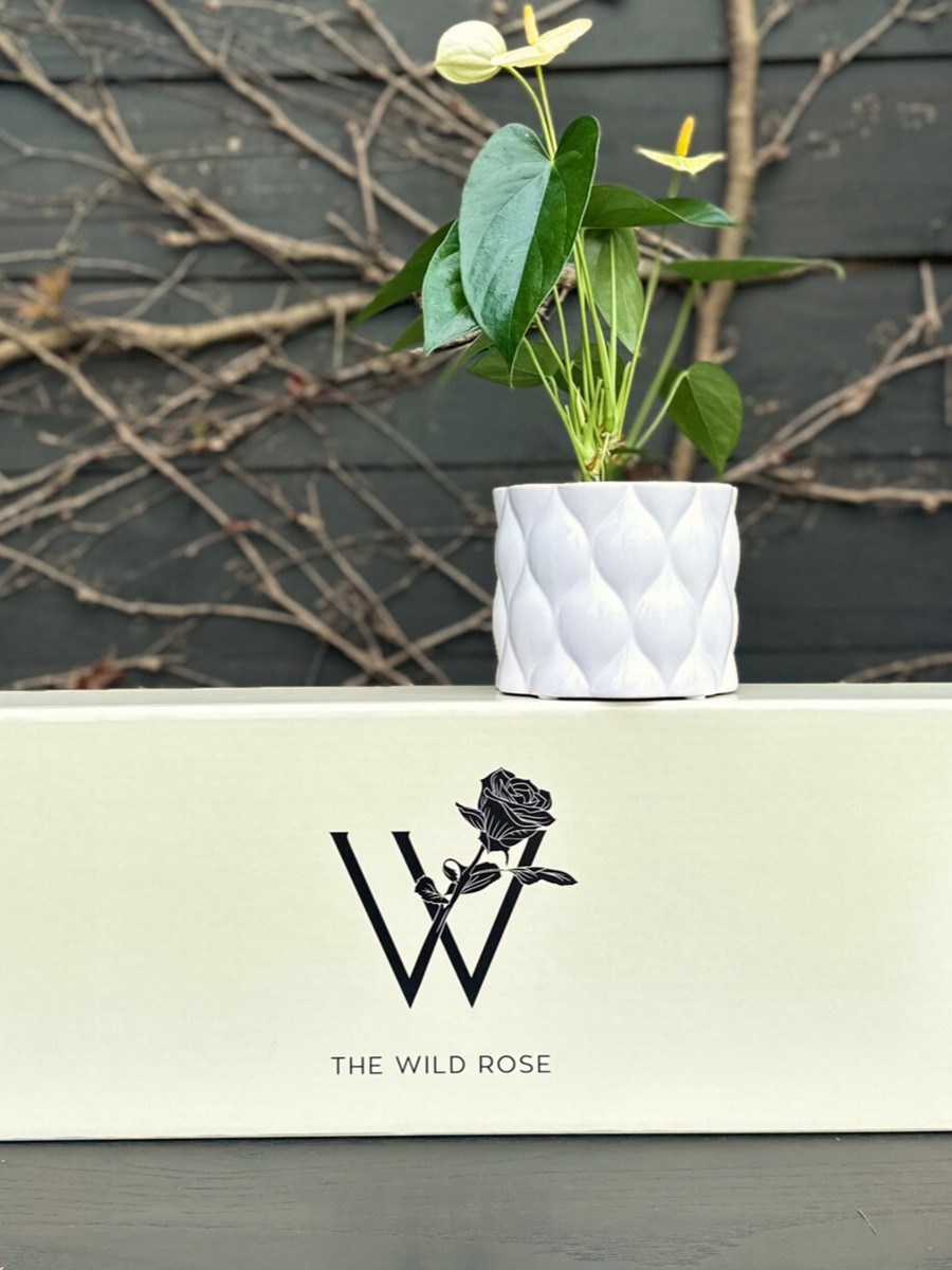 Plant Gift Box-Local NZ Florist -The Wild Rose | Nationwide delivery, Free for orders over $100 | Flower Delivery Auckland