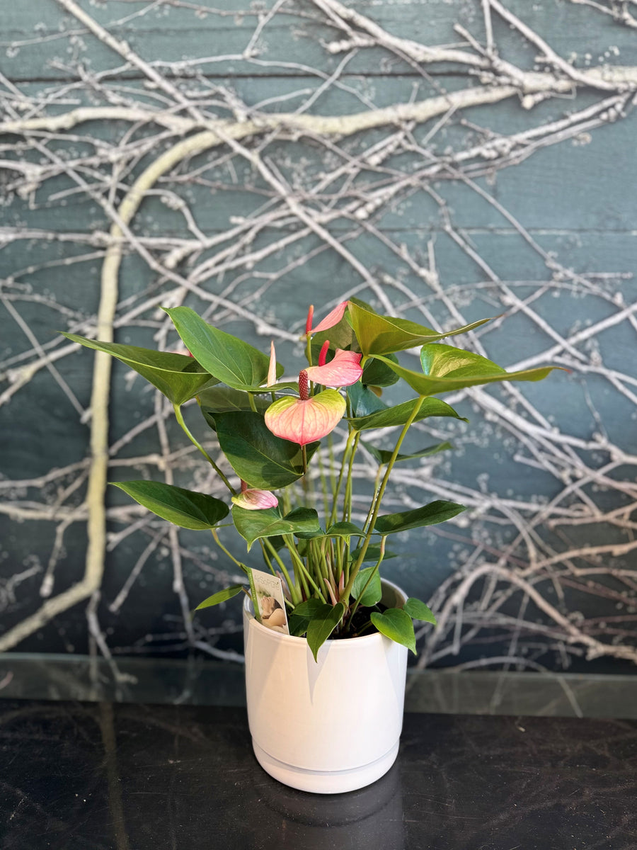 anthurium for sale nz Anthurium Plant 14cm