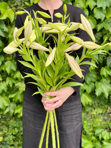Christmas Lilies-Local NZ Florist -The Wild Rose | Nationwide delivery, Free for orders over $100 | Flower Delivery Auckland