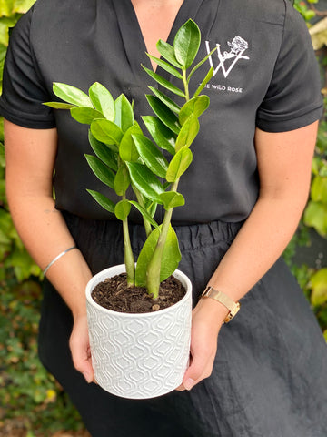 Zanzibar Gem Plant-Local NZ Florist -The Wild Rose | Nationwide delivery, Free for orders over $100 | Flower Delivery Auckland