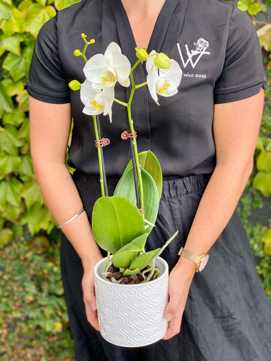 Orchid White Double Stem-Local NZ Florist -The Wild Rose | Nationwide delivery, Free for orders over $100 | Flower Delivery Auckland