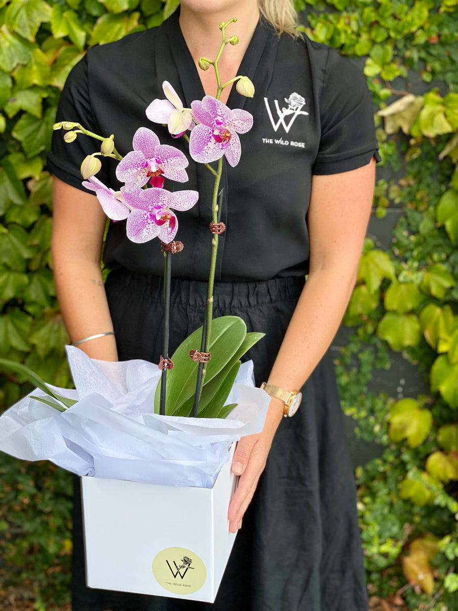 Orchid Colour-Local NZ Florist -The Wild Rose | Nationwide delivery, Free for orders over $100 | Flower Delivery Auckland