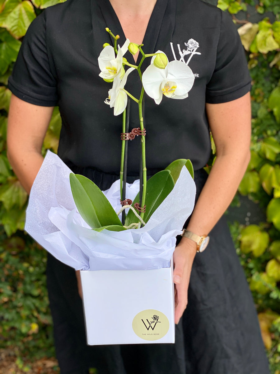 Orchid White Double Stem-Local NZ Florist -The Wild Rose | Nationwide delivery, Free for orders over $100 | Flower Delivery Auckland