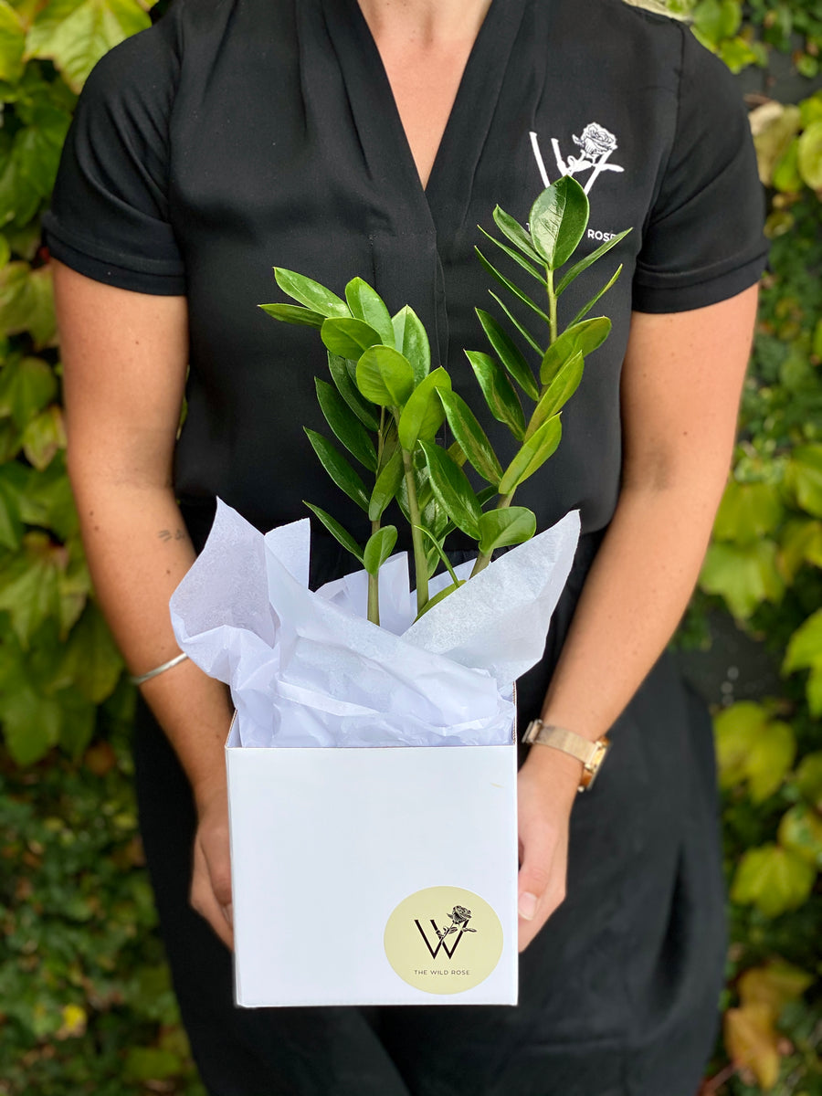 Zanzibar Gem Plant-Local NZ Florist -The Wild Rose | Nationwide delivery, Free for orders over $100 | Flower Delivery Auckland