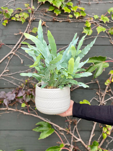 Blue Star Fern in Pot-Local NZ Florist -The Wild Rose | Nationwide delivery, Free for orders over $100 | Flower Delivery Auckland