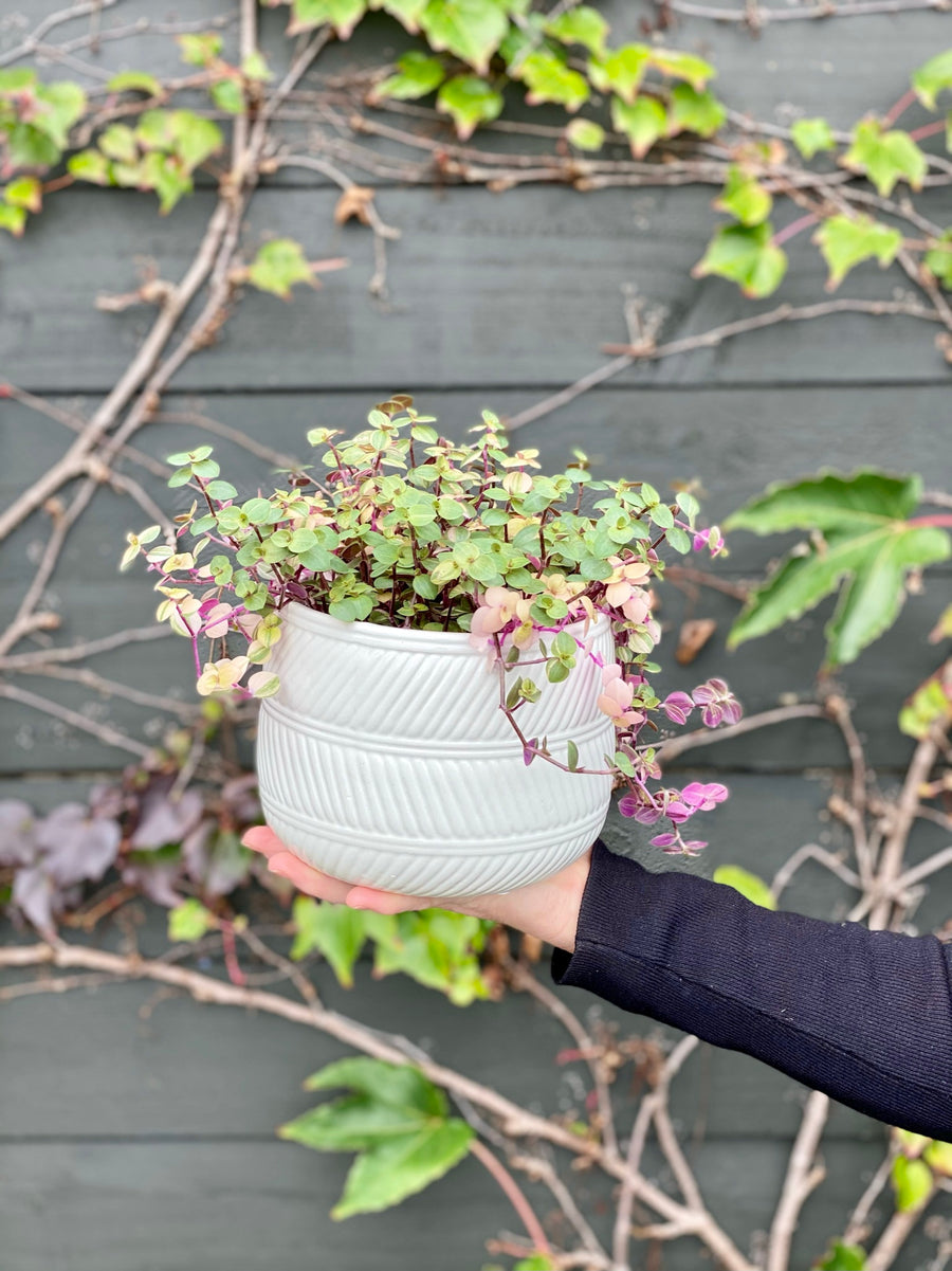 Callisia Bubble Plant-Local NZ Florist -The Wild Rose | Nationwide delivery, Free for orders over $100 | Flower Delivery Auckland