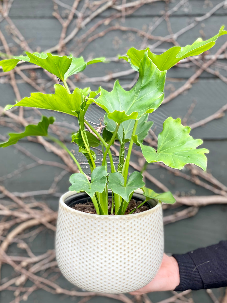 Philodendron Hope Plant-Local NZ Florist -The Wild Rose | Nationwide delivery, Free for orders over $100 | Flower Delivery Auckland