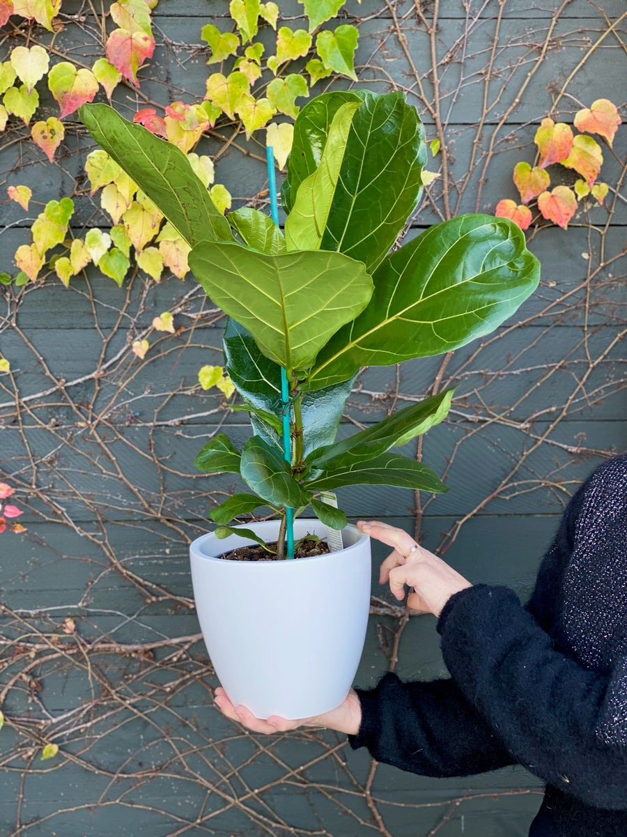 Fiddle Leaf Fig Plant-Local NZ Florist -The Wild Rose | Nationwide delivery, Free for orders over $100 | Flower Delivery Auckland