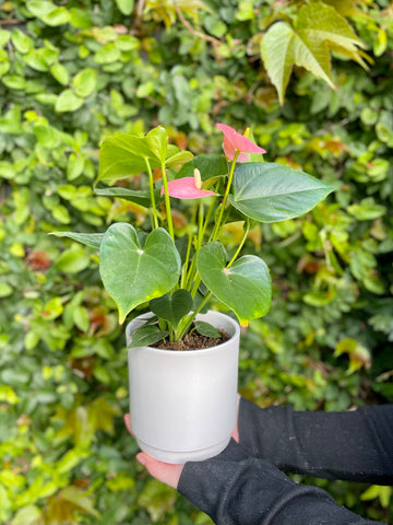 Anthurium Pink Plant-Local NZ Florist -The Wild Rose | Nationwide delivery, Free for orders over $100 | Flower Delivery Auckland