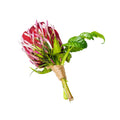 Buttonhole - New Romantic-Local NZ Florist -The Wild Rose | Nationwide delivery, Free for orders over $100 | Flower Delivery Auckland