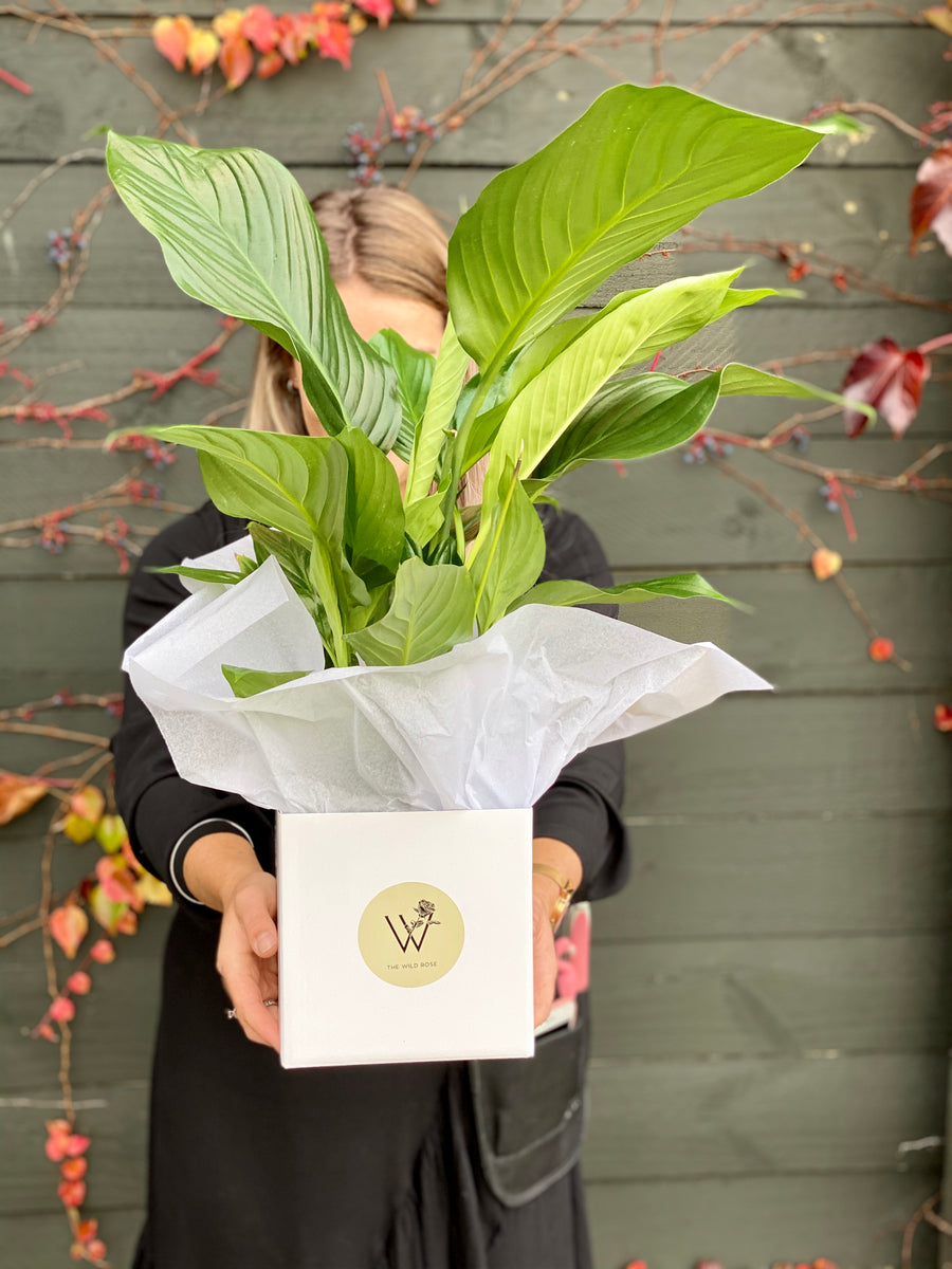 Peace Lily-Local NZ Florist -The Wild Rose | Nationwide delivery, Free for orders over $100 | Flower Delivery Auckland