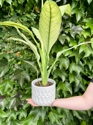 Peace Lily - variegated-Local NZ Florist -The Wild Rose | Nationwide delivery, Free for orders over $100 | Flower Delivery Auckland