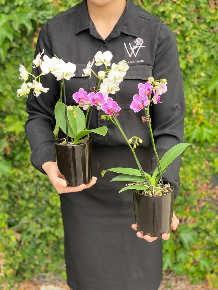 Mini Orchid-Local NZ Florist -The Wild Rose | Nationwide delivery, Free for orders over $100 | Flower Delivery Auckland