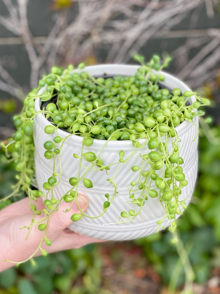 String of Pearls In Pot-Local NZ Florist -The Wild Rose | Nationwide delivery, Free for orders over $100 | Flower Delivery Auckland